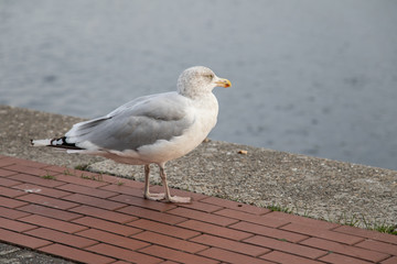 Silberm&ouml;we an Nordsee S&uuml;dstrand Bontekai in Wilhelmshaven Friesland