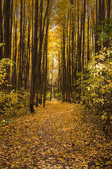 Obraz premium autumn in the forest