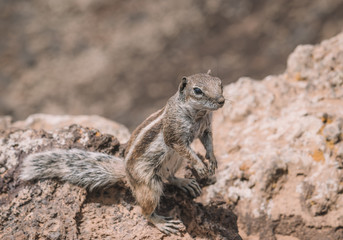 squirrels in canary islands