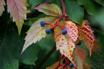 Trzy na tzry © Magorzata