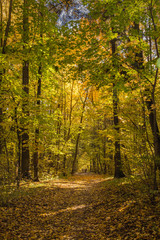 autumn in the forest