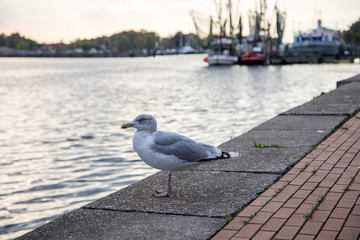Silbermöwe an Nordsee Südstrand Bontekai in Wilhelmshaven Friesland