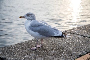 Silbermöwe an Nordsee Südstrand Bontekai in Wilhelmshaven Friesland