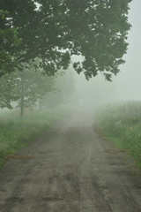 Droga wśród drzew we mgle w jesienny poranek.
