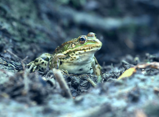 Swamp frog