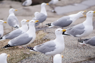 Flocks of seagulls fight and squawk over food near the Atlantic Ocean on the coast of Maine