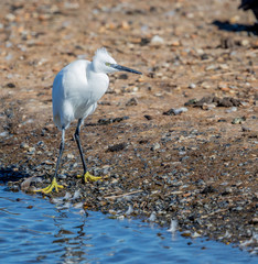 Little Egret