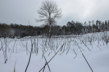 neve
