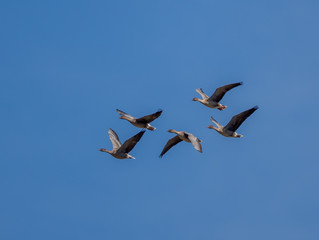 Pink Footed Geese In Flight