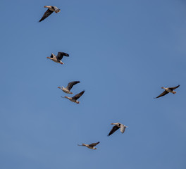 Pink Footed Geese In Flight