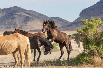 Fototapeta na wymiar Wild Horse Stallions Fighting in the Utah desert