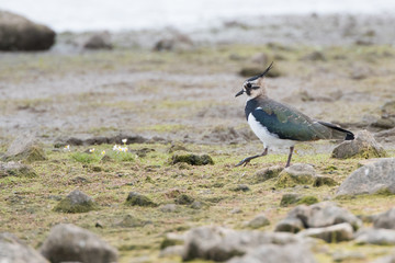 Lapwing