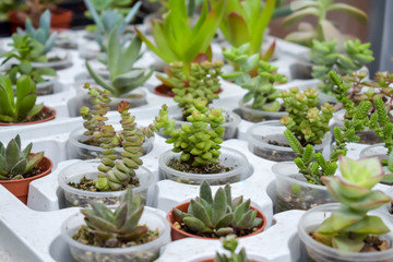 Close up of different varietal agave succulent plants in pots, selective focus. various types of succulent plant pot - echeveria, Graptoveria, Haworthia, sempervivum, flowering house, house plants