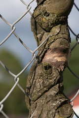 tree stuck in a metal fence