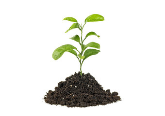 Green plant grows from the soil isolated, white background.