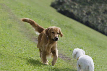 Meeting between a retriever and a poodle.