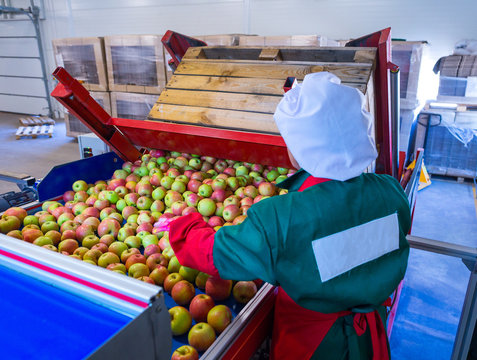 The employee sorts the fresh ripe apples on the sorting line. Production facilities of grading, packing and storage of crops of large agricultural firms.
