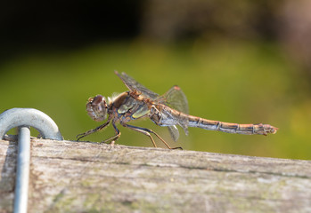 Common Darter