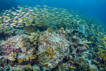 Obraz na płótnie Canvas School of Yellow-stripe scad, Yellow-stripe trevally with coral reef .underwater
