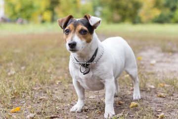Jack russell terrier stands on grass in a park in autumn
