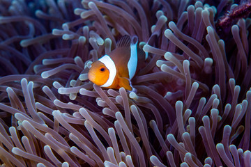Naklejka na ściany i meble Clown Anemonefish, Amphiprion percula, swimming among the tentacles of its anemone home