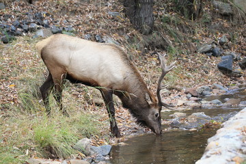 bull elk drinking