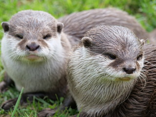 Otter