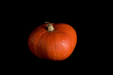 Pumpkin on Black Background