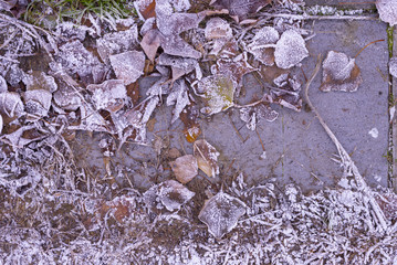 frosty leaves in park