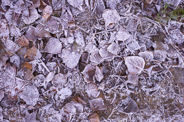 frosty leaves in park