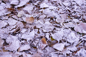 frosty leaves in park