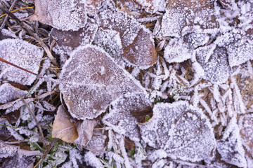 frosty leaves in park