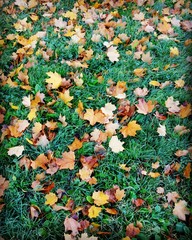 autumn leaves on green grass