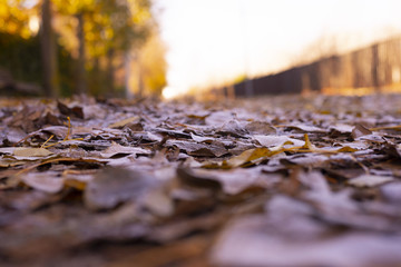 frosty leaves in park