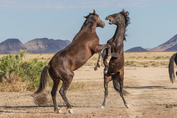 Wild Horse Stallions Fighting in the Utah desert