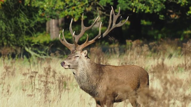 Red Deer bellowing during the rut