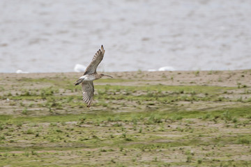 Curlew