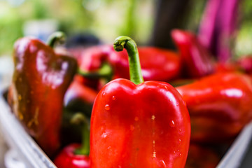 Close up of washed red pepper, preparation of canning, ripe peppers for baking, without nitrates....