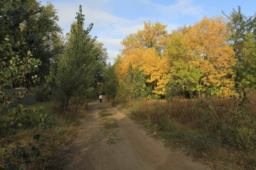 road in the forest