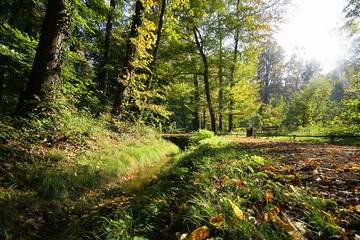 Herbst im Wald mit Bach