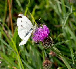 Small White Butterfly