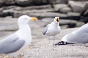 Flocks of seagulls fight and squawk over food near the Atlantic Ocean on the coast of Maine