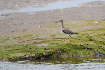 Redshank