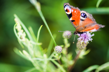 butterfly on flower