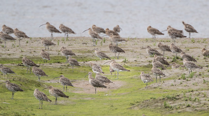 Curlew
