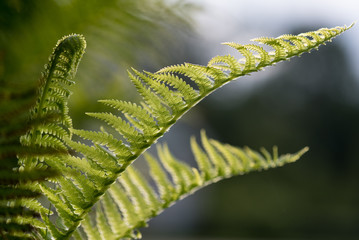 delicate fern leaves on green background