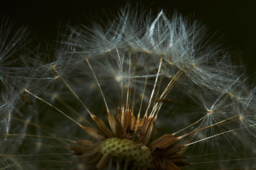 Dandelion in the flowering period is shown in close-up. Selected individual seeds with air legs, which are detached from the flower under gusts of wind. Macro, Russia, Moscow region, nature, flowers.