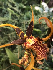 Orchids 