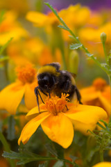 Bumblebee collects nectar from a yellow flower. Bumblebee on a flower. Small insect.