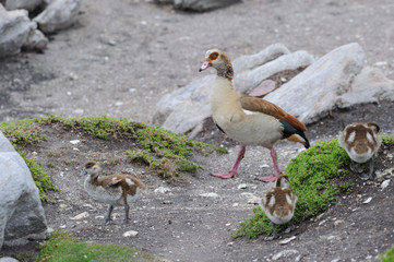 Egyptian Goose with chicks 